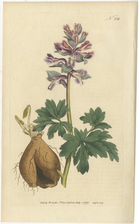Set of 2 Antique Botany Prints, Solid Rooted and Hollow Rooted Fumitory, view 2