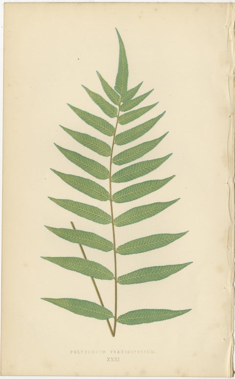 Antique Victorian Fern Botanical Prints Set, Polypodium Studies Wall Art 1856, view 6