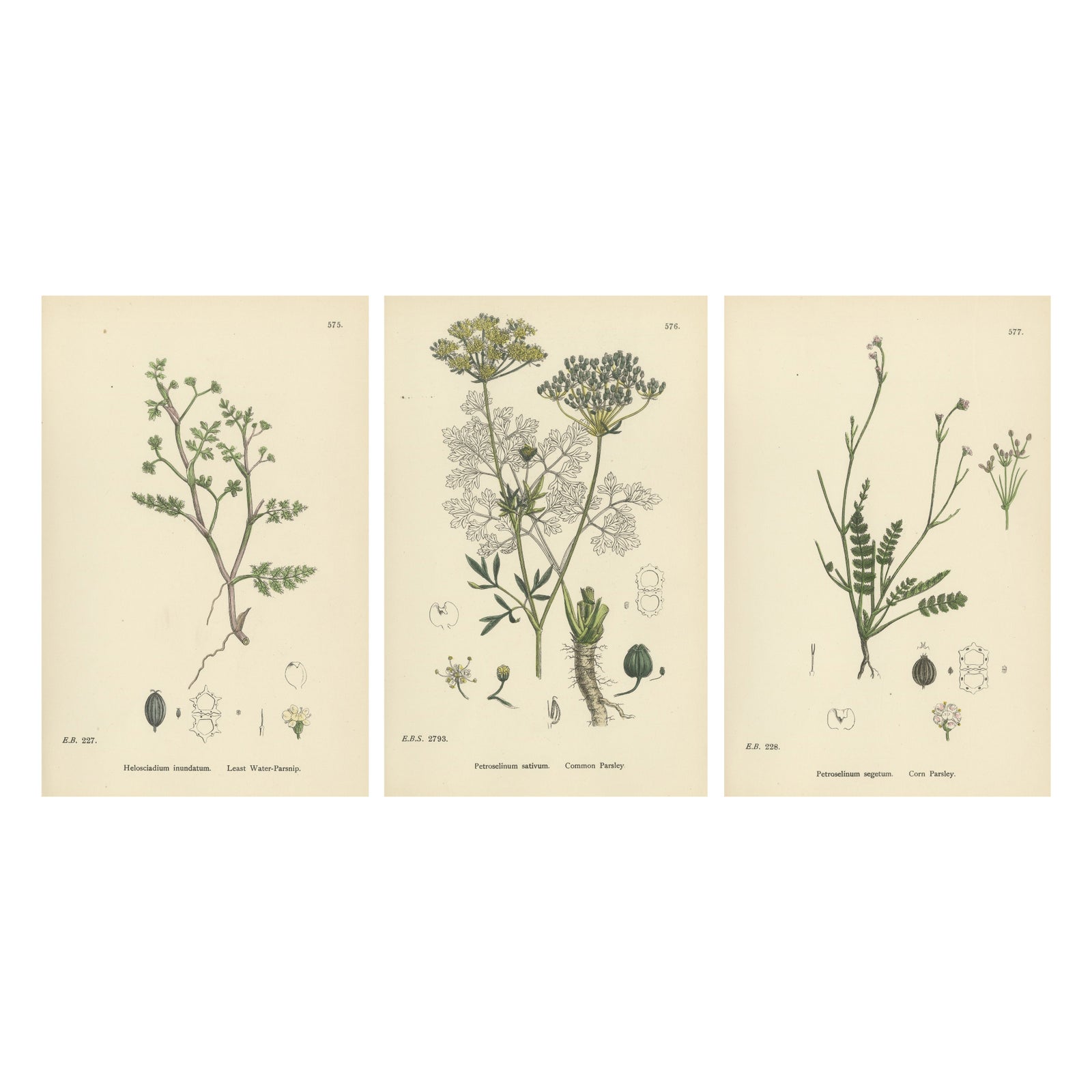 Hand-Colored Botanical Engravings of Water-Parsnip and Parsley Varieties, 1902