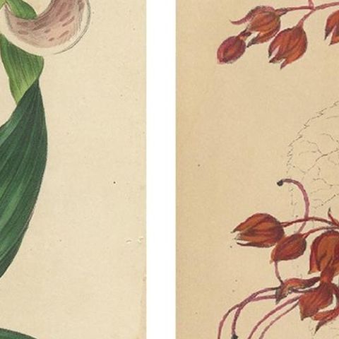 Set of 2 Antique Botany Prints, Lilium Brownii, Clerodendrum Japonicum, 1845, close-up 1
