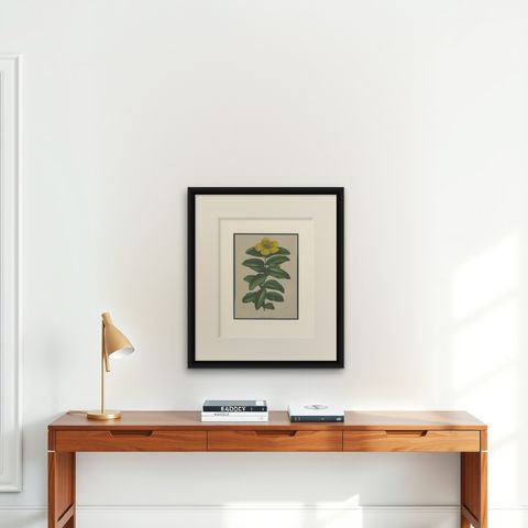 Antique Botany Print of the Hypericum Calycinum by Severeyns 'c.1875', shown framed on a wall, true to size