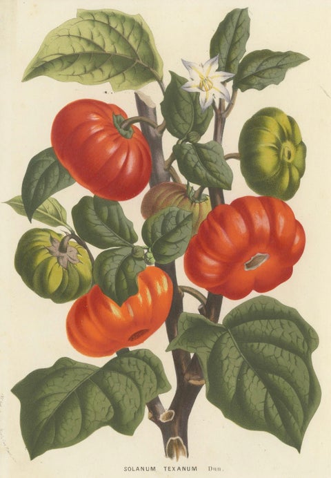 Texas Nightshade Botanical Illustration, Lithograph, 19th Century, close-up 4
