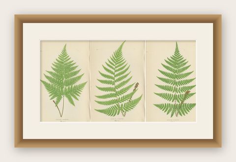 Set of 3 Antique Fern Prints, Aspidium Pubescens, Elongatum, Dilatatum (c.1868), shown framed