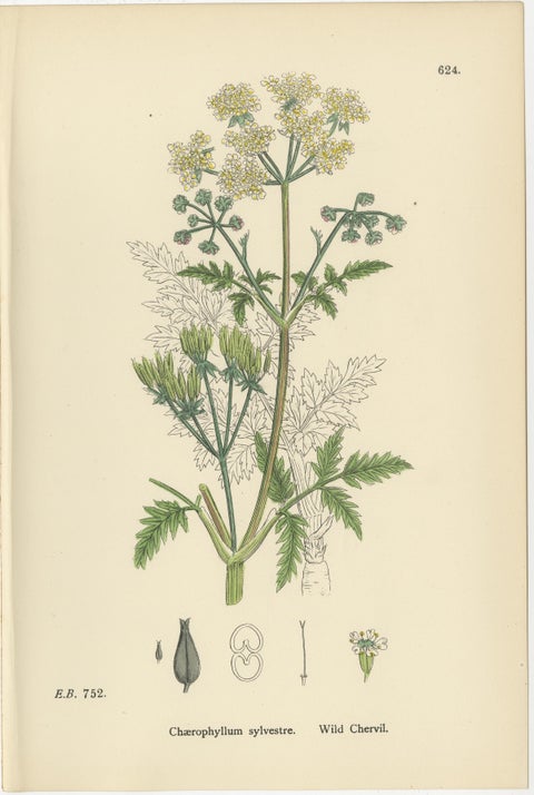 Elegant British Chervil Quartet, Hand-Colored Botanical Prints, England 1902, view 8