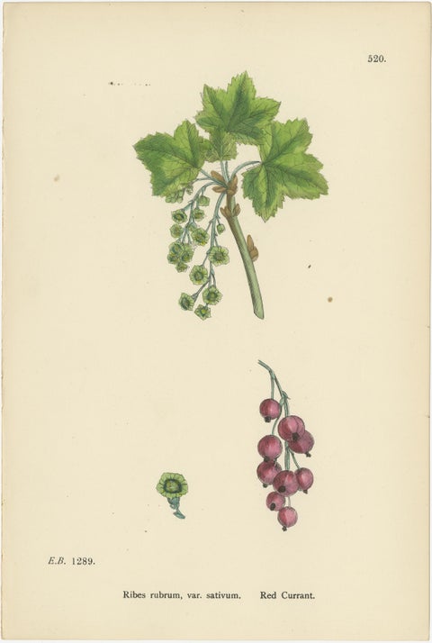 Hand-Colored Botanical Engravings of Gooseberry and Currant Varieties, 1902, view 4
