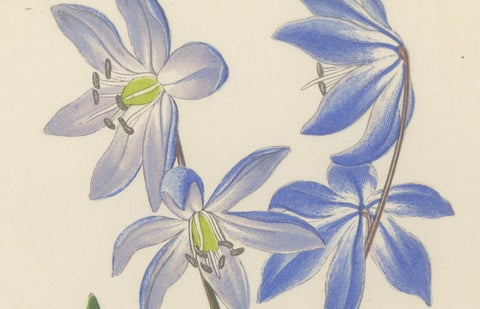 Yellow Saxifrage and Siberian Squill, Hand-Coloured Botanical Print, 1874, close-up 4