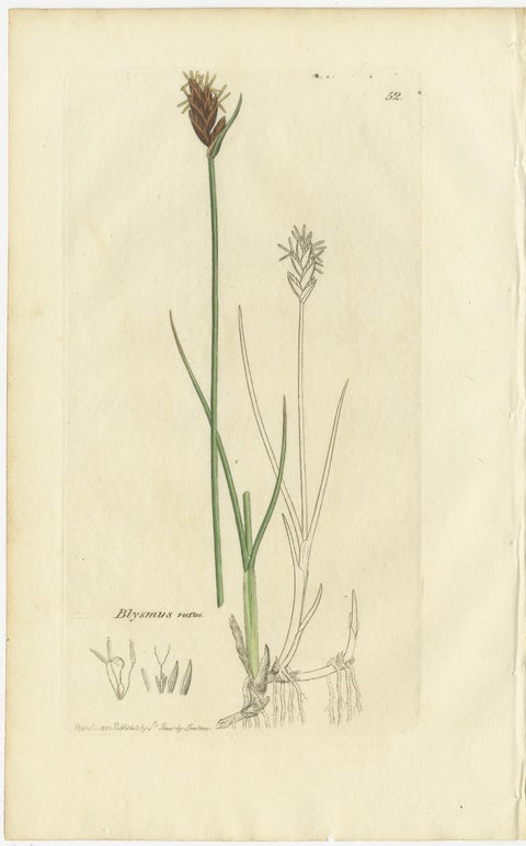 Set of 8 Antique Botanical Engravings of Sedges, Rushes and Wetland Plants, 1830, view 5