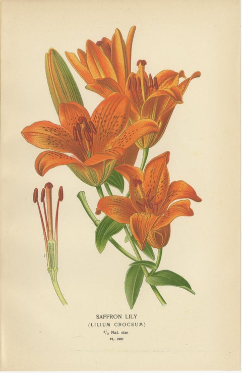Antique Botanical Lithos of Lilies, Gold-Rayed, Saffron & St. Joseph’s, 1897, view 3