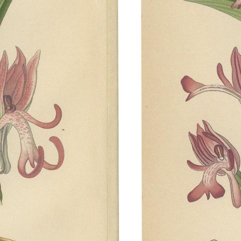Orchid Portraits of 1904 in Pink and Lilac Colors: Müller's Botanical Legacy, close-up 2