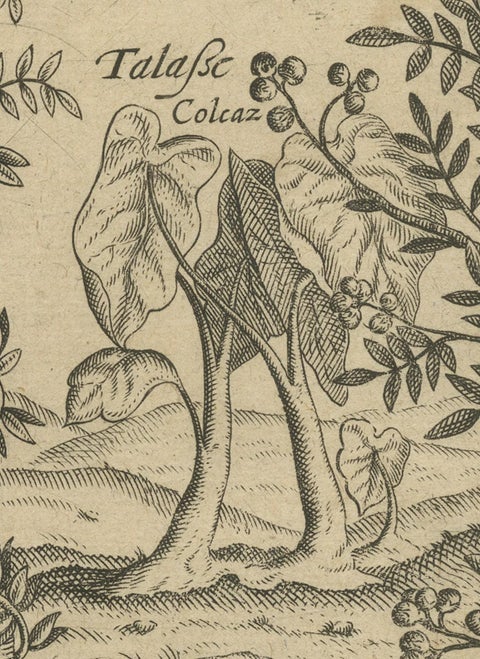 Verdant Wonders: Exotic Trees and Spices of India in De Bry's 1601 Illustration, close-up 2