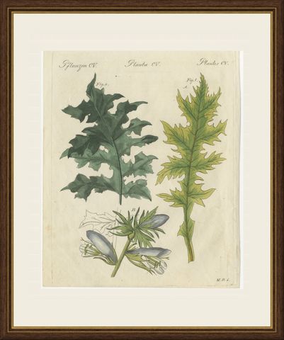 Acanthus Leaves, Classical Ornament Plant, Antique Bertuch Print, circa 1810, shown framed