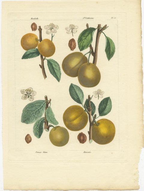 Botanical Print: Mirabelle, St. Catherine, White Plum & Apricot, 1821, view 2