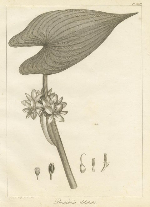 Antique Print of the Royal Pickerel Plant by Symes, 1800, view 4