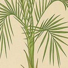 Antique Botanical Prints of Bourbon Palm, Cocos Weddeliana & Screw-Pine, c.1897, close-up 1