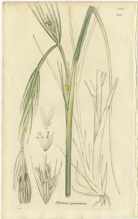 Set of 8 Antique Botanical Engravings of Bromus Brome Grasses, c.1830, view 5