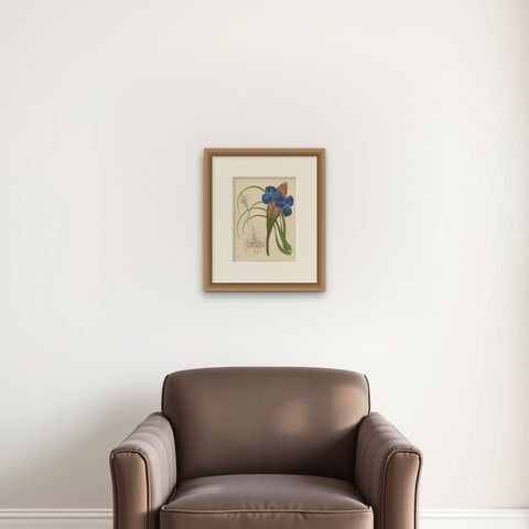 Antique Print of a Handcolored Blue Tillandsia Plant, C.1878, shown framed on a wall, true to size