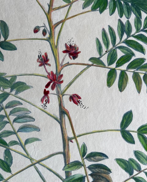 Set, Cassia Barbadensis & Marilandica, Botanical Prints by John Martyn c.1728, view 8