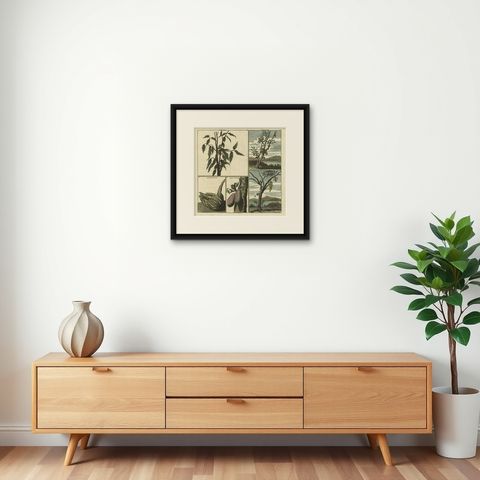 Old Print with Fruits from Asia Cocoa, Soursop Belimbing, Chinese Lemon, 1711, shown framed on a wall, true to size
