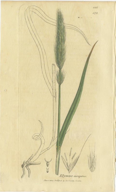 Set of 8 Antique Botanical Engravings of Bromus Brome Grasses, c.1830, view 6