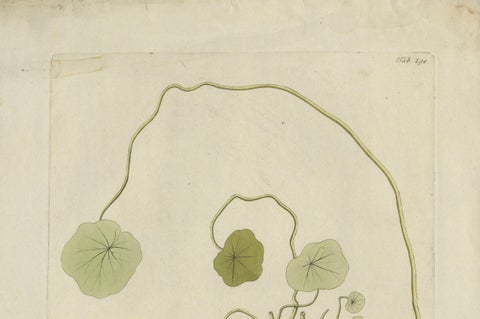 Vibrant Indian Cress Engraving, Icones Plantarum Medicinalium, 1788, close-up 2