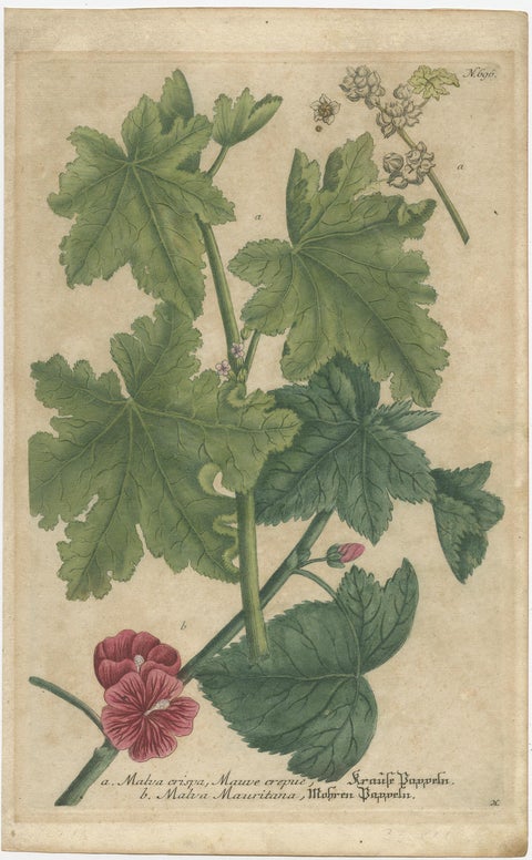 Copper Engraving of Cluster Mallow and Malva Sylvestris Flowers, 1737, view 2