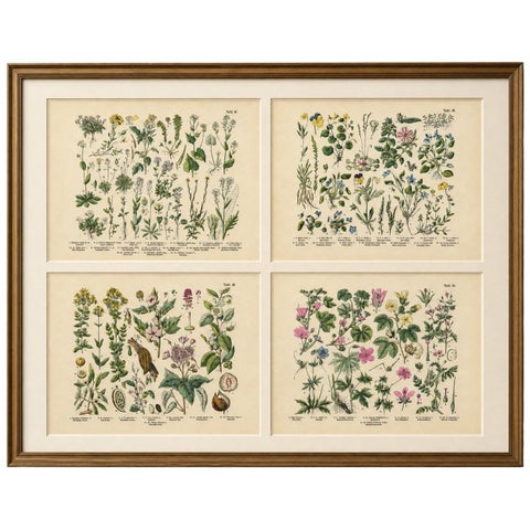 German Wildflower Botanical Plates, Chromolithographs, Stuttgart circa 1890