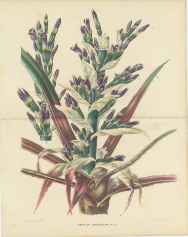 Bromelia Commeliniana, Flowering Bromeliad Chromolithograph, 1859, view 2