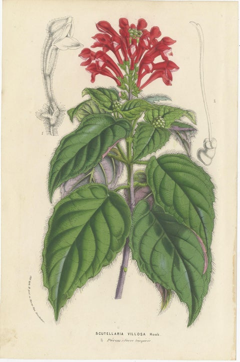 Set of 6 Antique Botany Prints, Wisteria, Scutellaria, Sage 'circa 1853', view 3