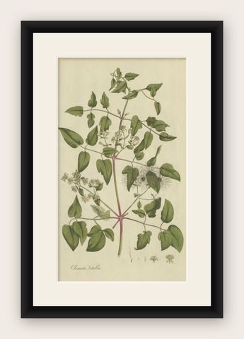 Antique Botany Print of the Clematis Vitalba by Curtis, circa 1777, shown framed