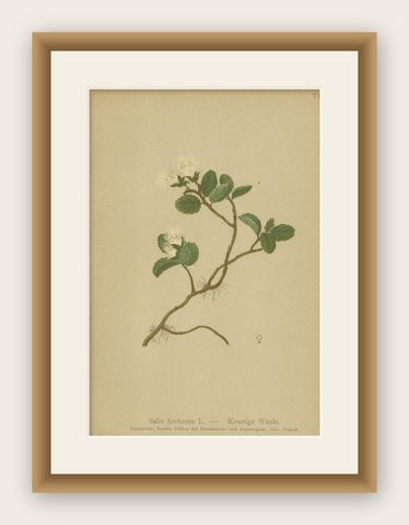Antique Botany Print of the Dwarf Willow by Palla, 1897, shown framed