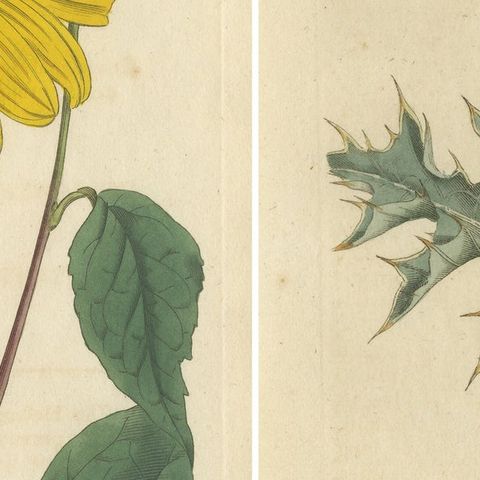 Set of 2 Antique Botany Prints, Prickly Poppy, Perennial Sunflower, close-up 2