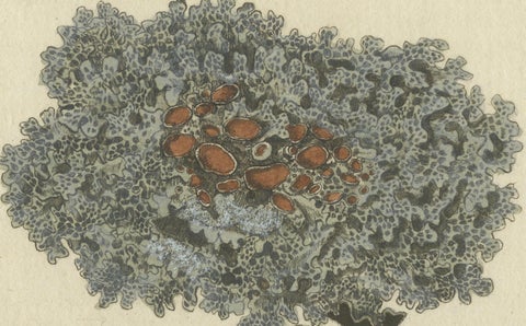 Hand-Colored Engraving of Shield Lichen, Parmelia saxatilis, by F. Guimpel, 1819, close-up 4