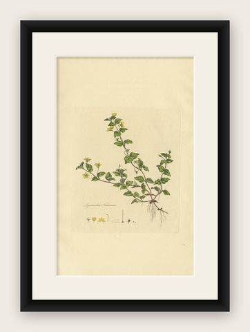 Antique Botany Print of Lysimachia Nemorum by Curtis 'circa 1817', shown framed