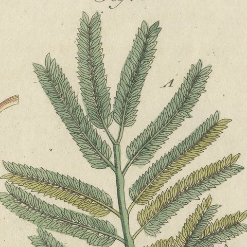 Rubber Tree and Gum Arabic Acacia, Antique Bertuch Print, circa 1805, close-up 4