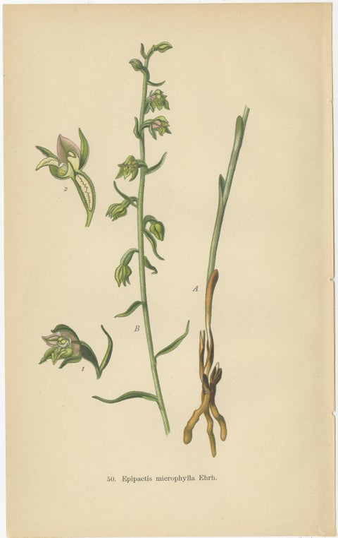 Epipactis Spectrum: A Botanical Study from 1904, view 3