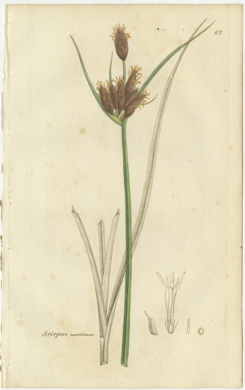 Set of 8 Antique Botanical Engravings of Bulrush, Cottongrass & Arrowgrass, 1830, view 4