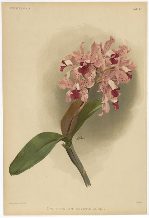 Gorgeous Impressive Large Folio Size Antique Print of an Orchid, 1888, view 2