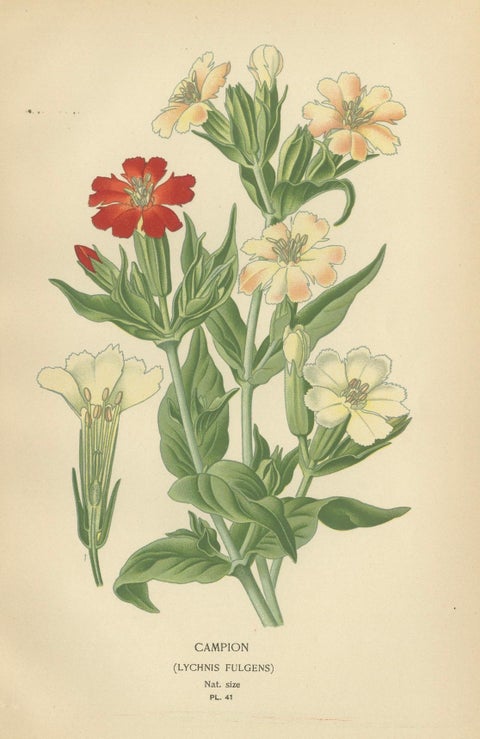 Victorian Botanical Elegance: A Triptych of Edward Step's Floral Masterpiece, close-up 1