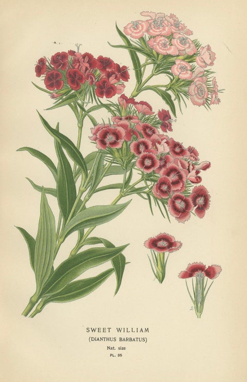 Victorian Vivids: A Floral Collection from Edward Step's Masterworks, 1896, close-up 1