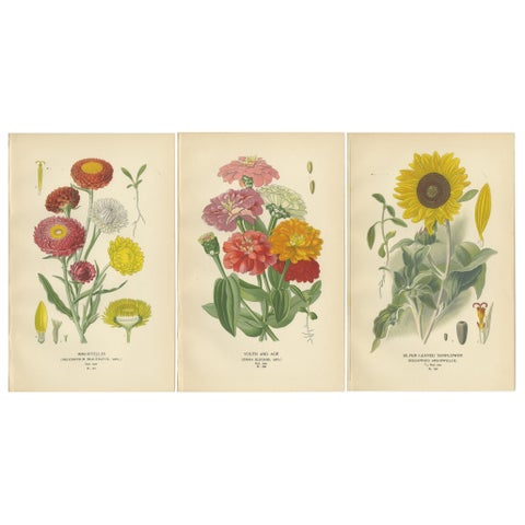 Antique Botanical Prints Trio: Immortelles, Youth and Age, Sunflower, 1897