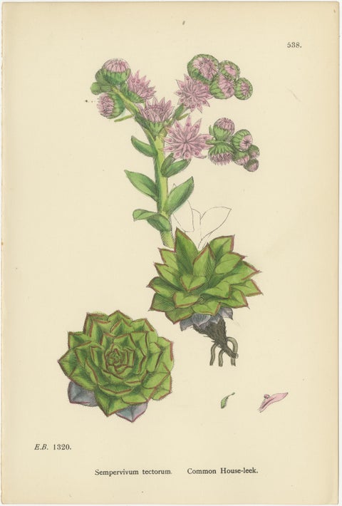 Botanical Engravings of Rock and Forster’s Stone-Crop with House-Leek, 1902, view 4