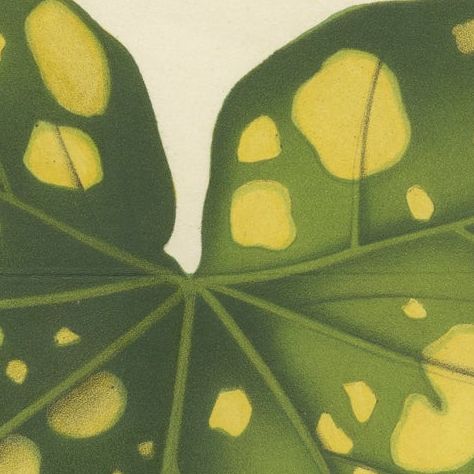 Botanical Illustration of Farfugium grande Leaf, 1854-1855 Lithograph Print, close-up 5
