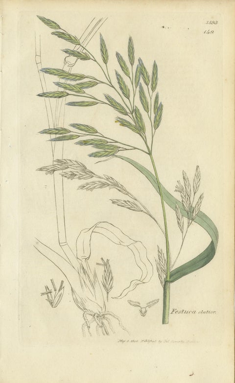 Set of 8 Antique Botanical Engravings of Festuca & Brome Grasses, c.1830, view 6