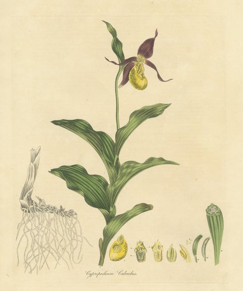 Antique Botany Print of Cypripedium Calceolus by Curtis, circa 1817, view 2