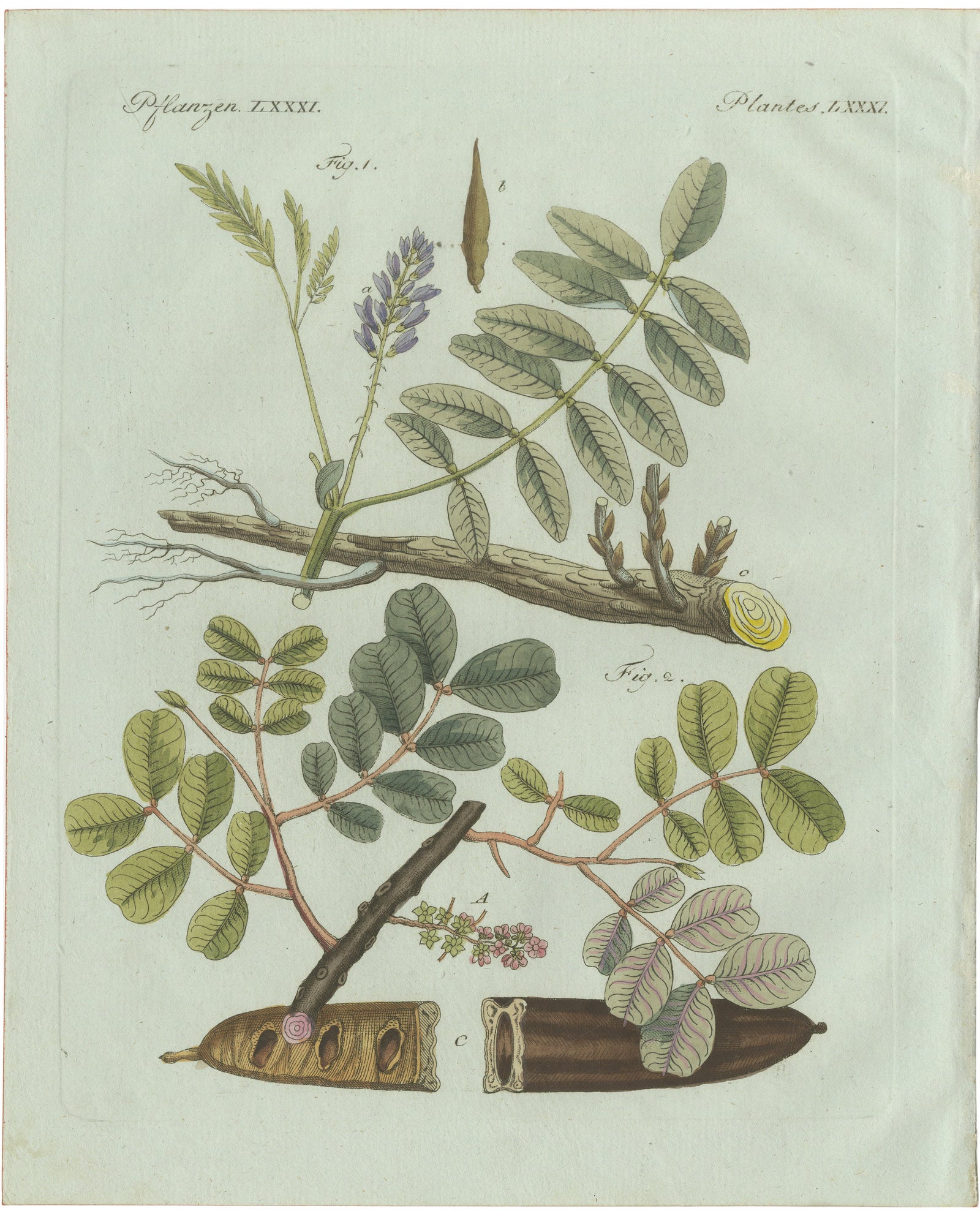 Original Antique Botanical Print of Rubber and Gum Arabic Trees by Bertuch, 1802
