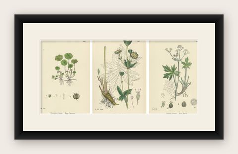 Hand-Colored Botanical Engravings of Marsh Pennywort, Astrantia & Sanicle, 1902, shown framed