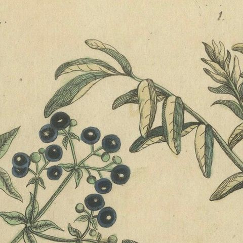 Antique Handcolored Engraving of Medicinal Plants, c.1800, close-up 5
