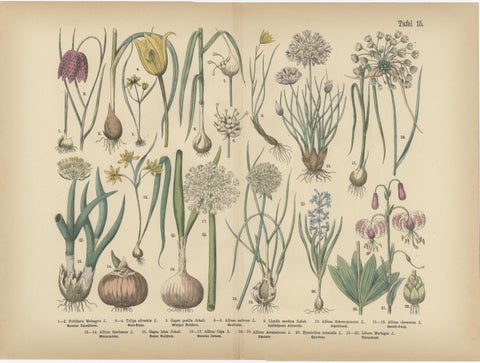 Antique German Botanical Atlas Plates, Tafel 15 to 16, Bulb Flowers, 1885, view 2