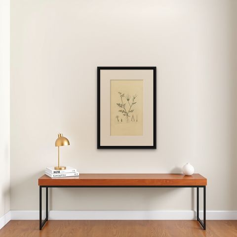 Antique Botany Print of Scandix Pecten-Veneris by Curtis 'circa 1817', shown framed on a wall, true to size