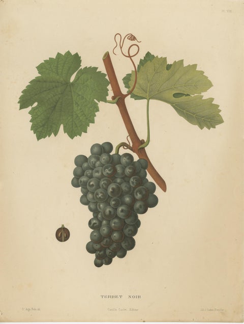 Rare Original Antique Lithograph of the Terret Noir Grape Variety, 1890, view 2